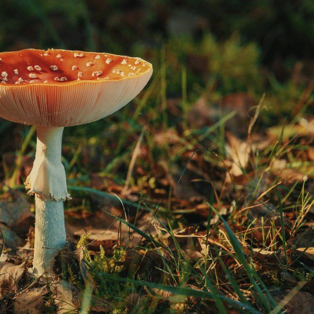 Amanita Jar