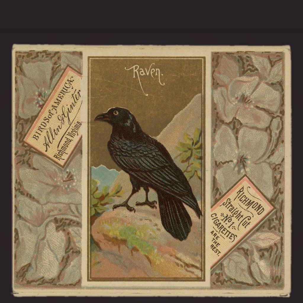 Raven print